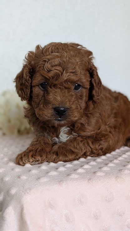 CAVAPOO (APR 12) MALE