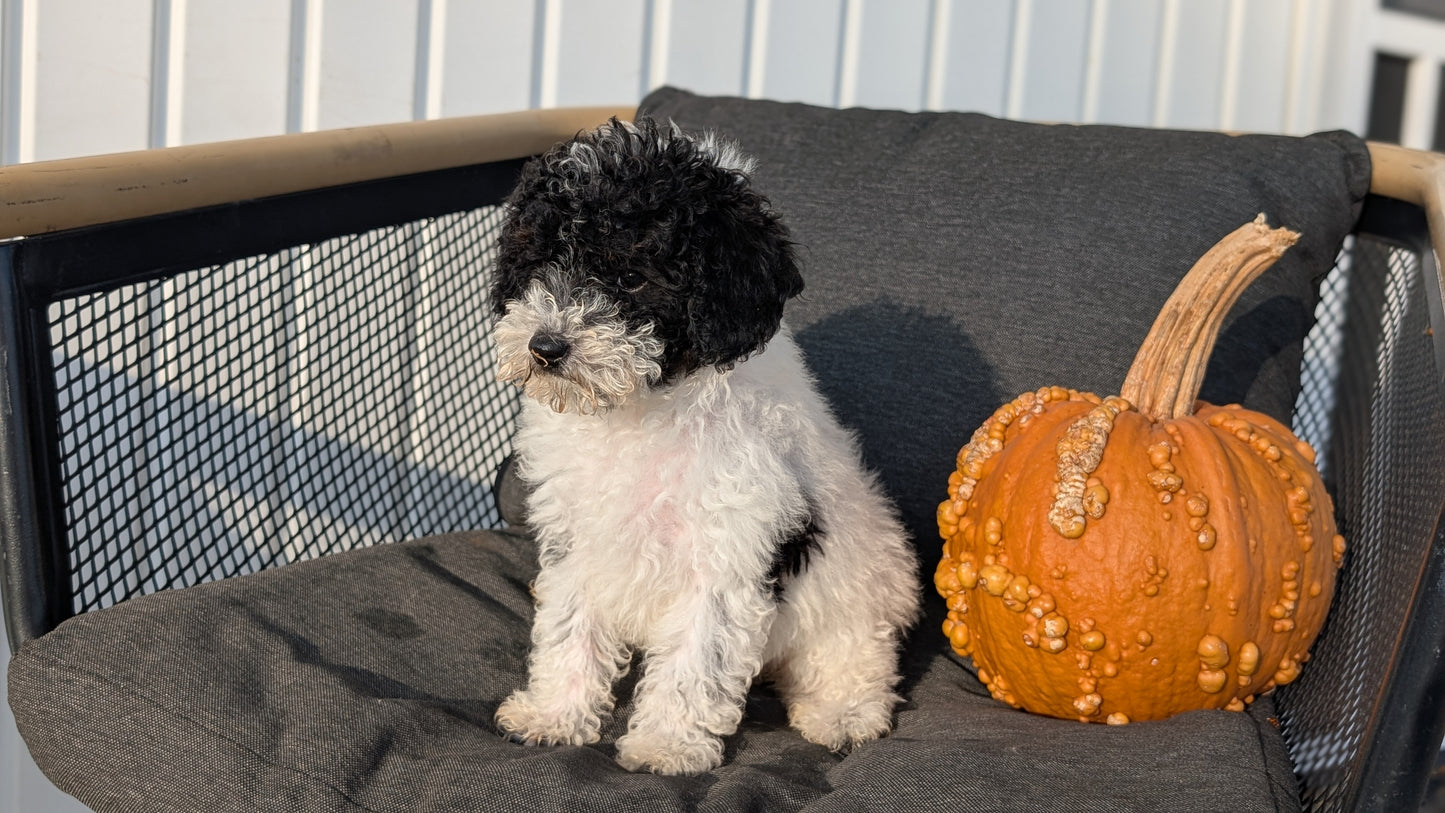 TOY POODLE (08/19) FEMALE