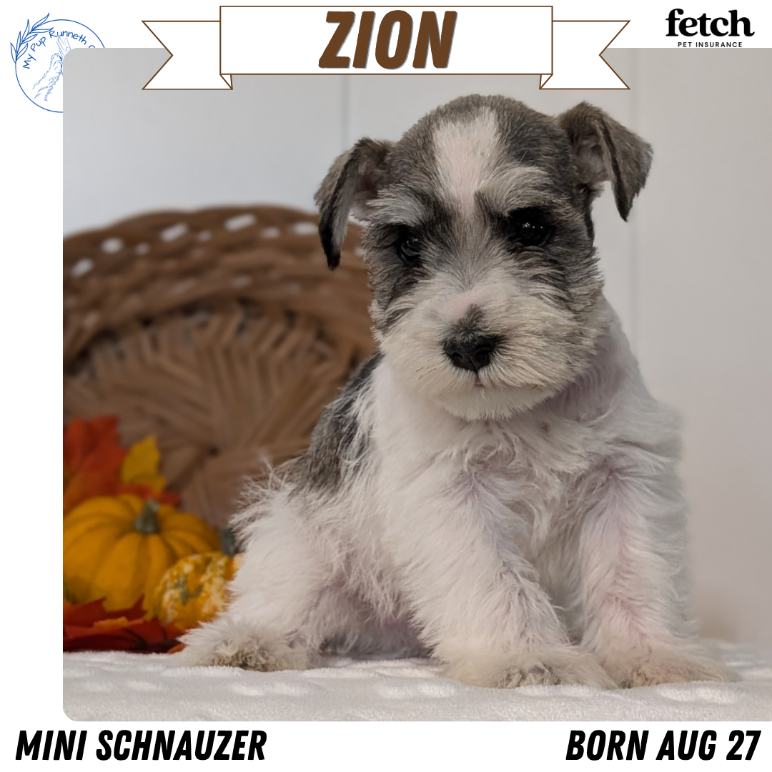 MINI SCHNAUZER (AUG 27) 4 FEMALES/1 MALE