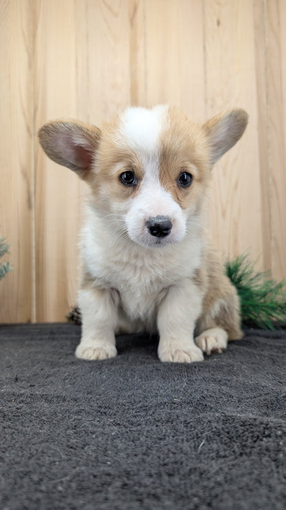 CORGI (09/17) FEMALE