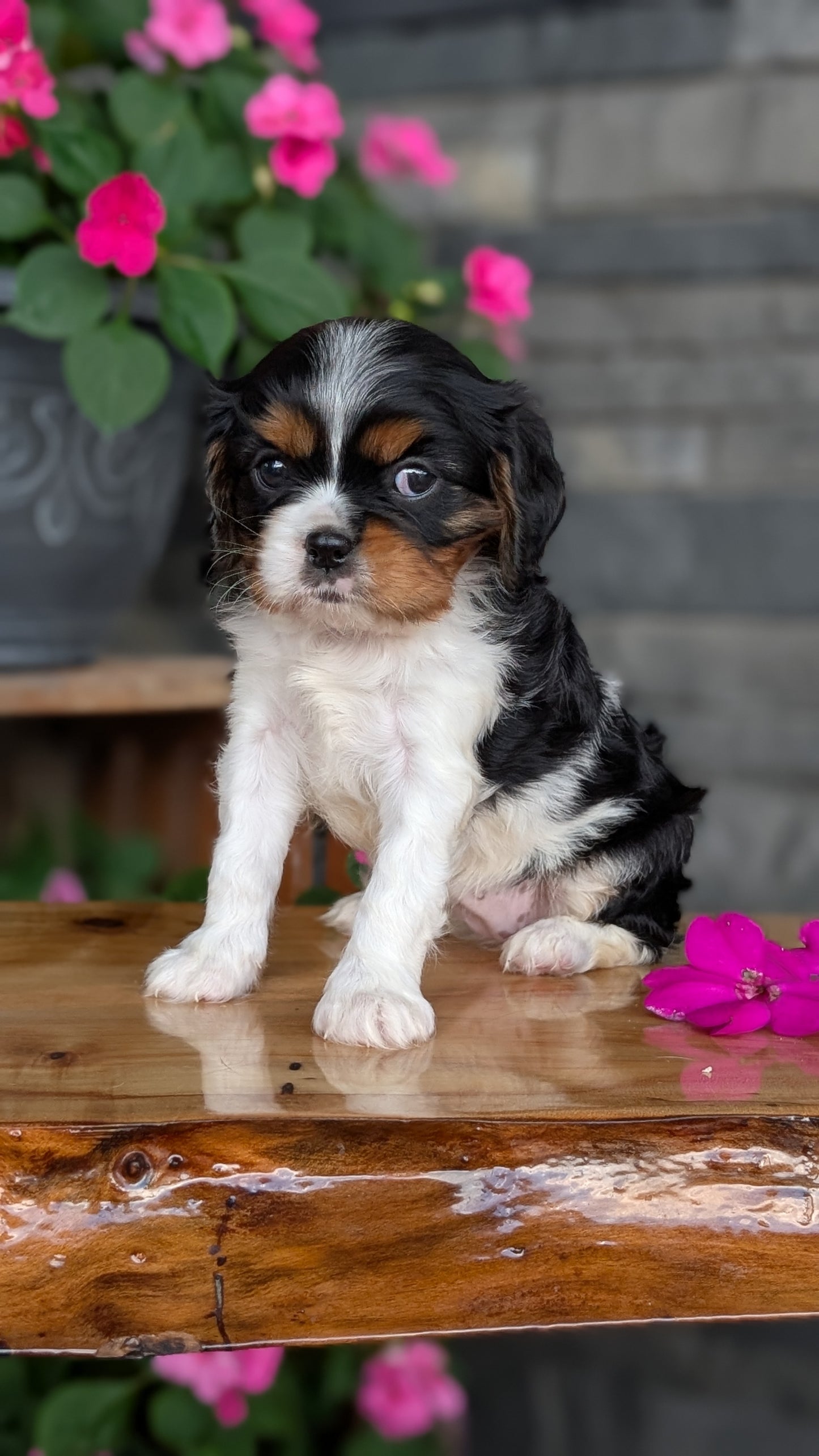 CAVALIER (JUL 18) 3 FEMALES/2 MALES
