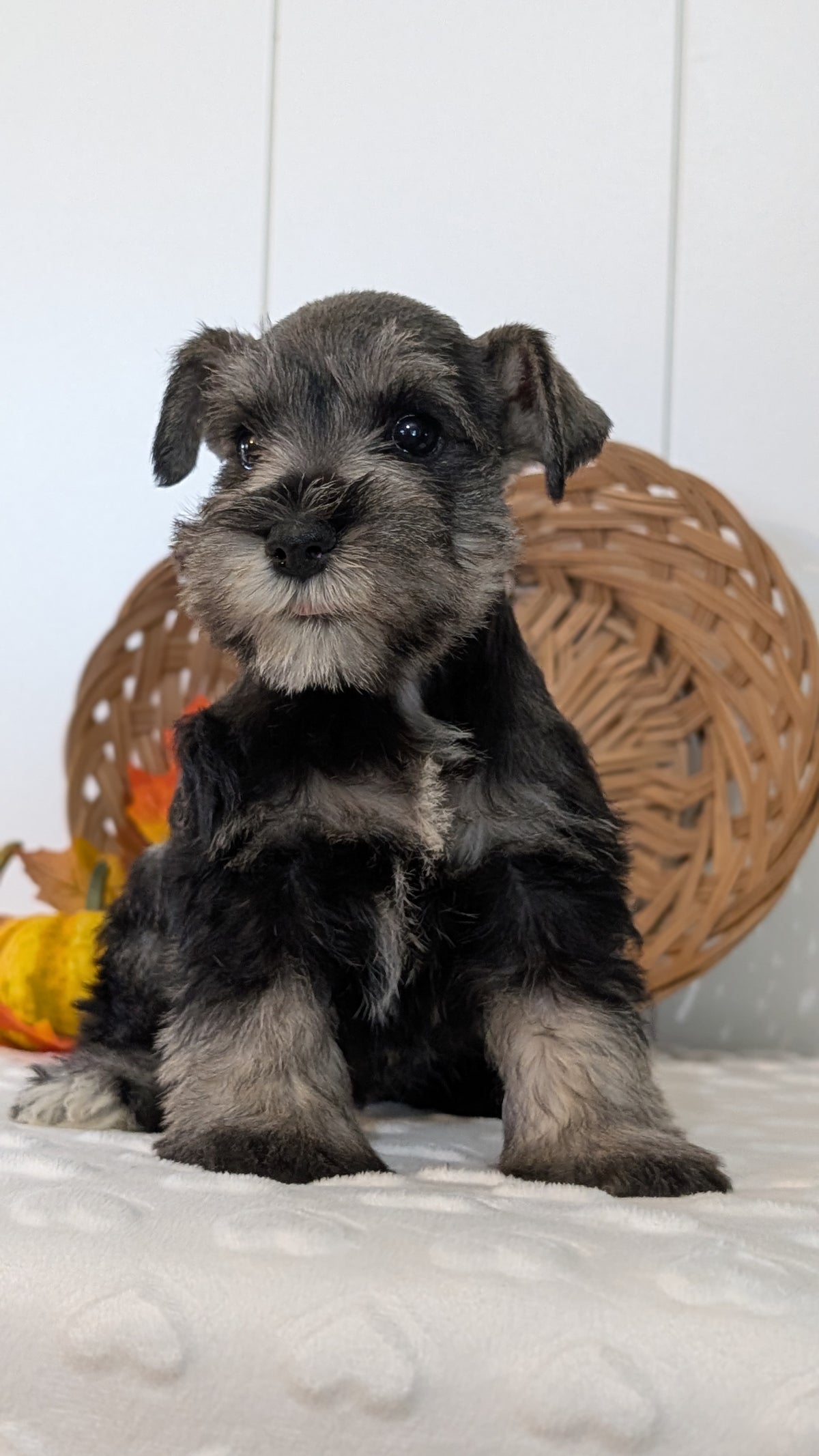 MINI SCHNAUZER (AUG 27) 4 FEMALES/1 MALE
