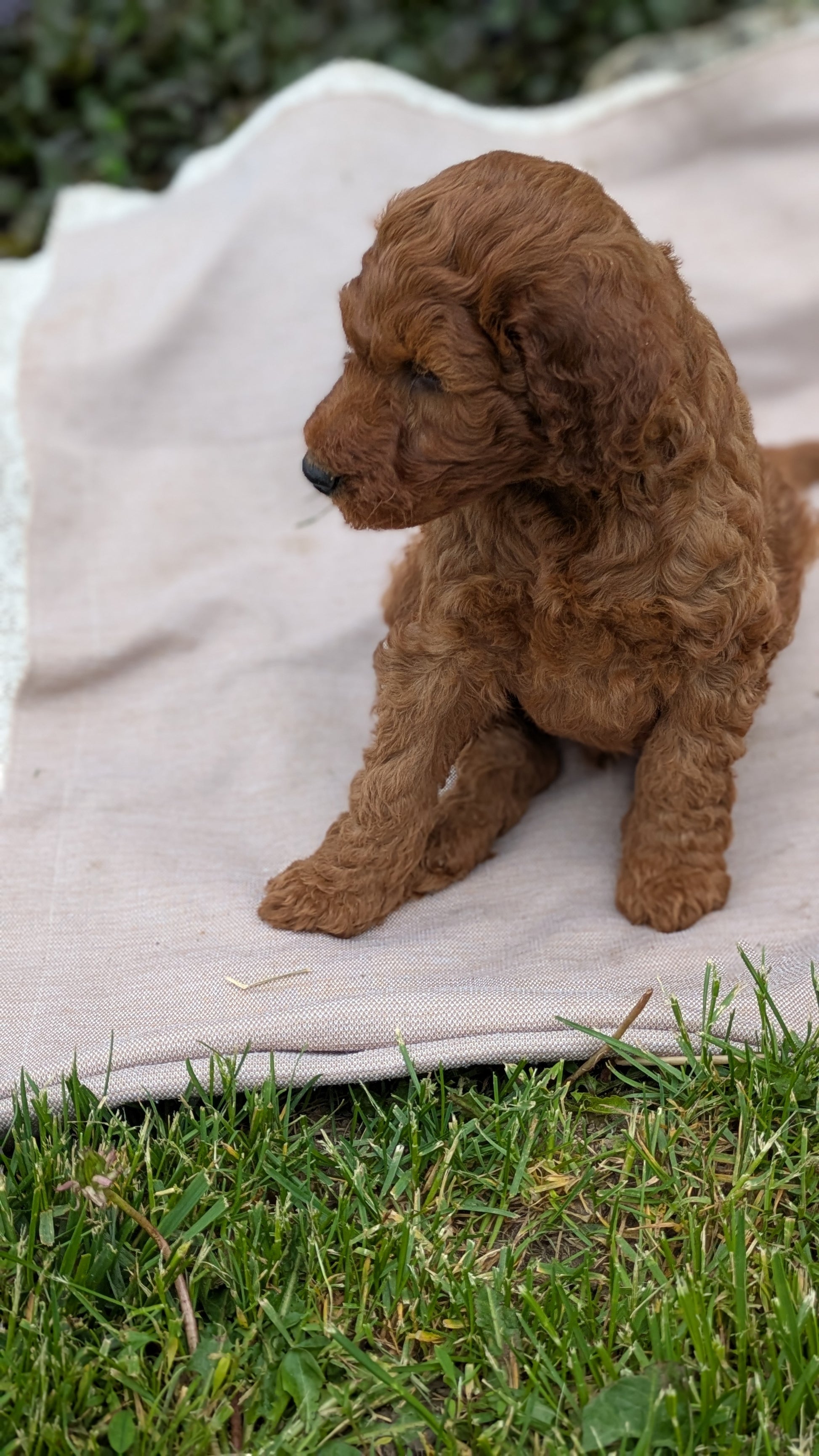 IRISH DOODLE (03/27) MALE – My Pup Runneth Over