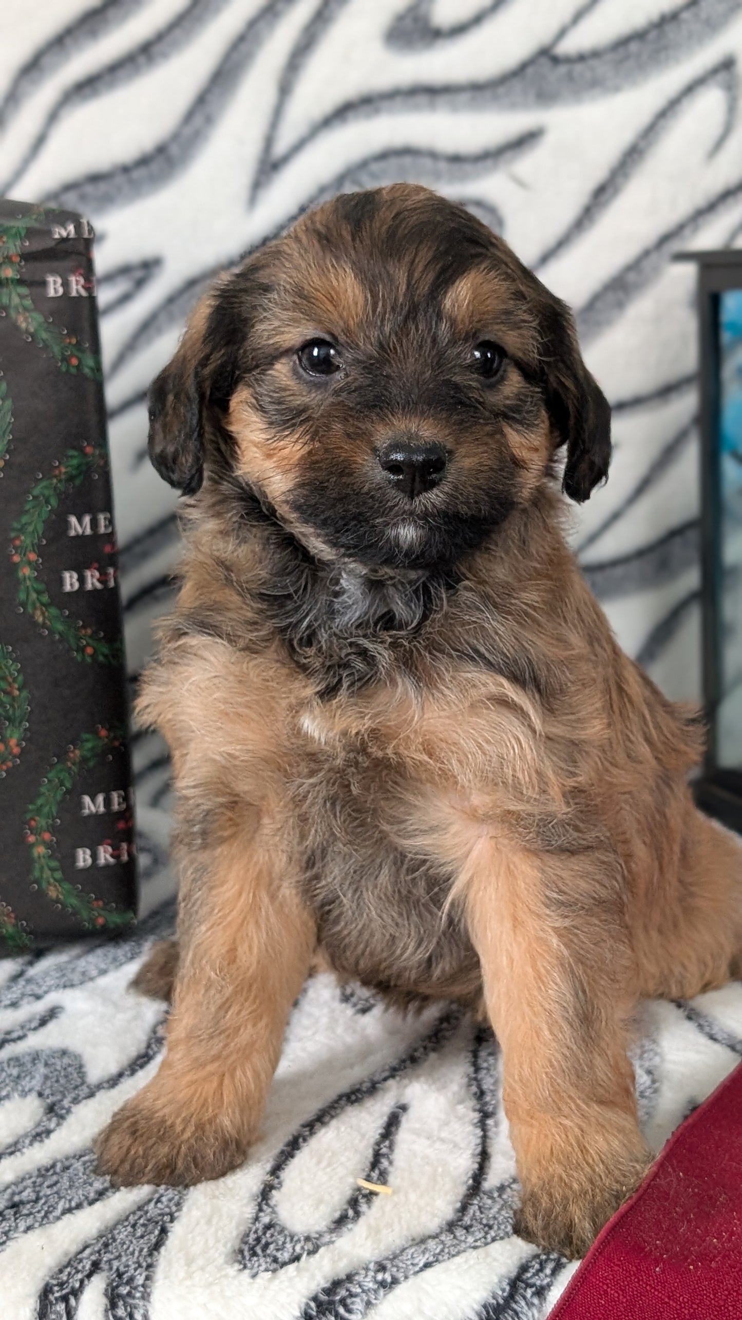 MINI LABRADOODLE (OCT 20) FEMALES