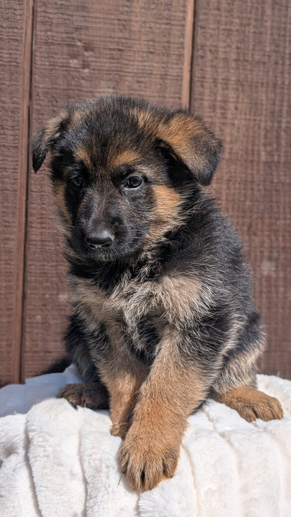 GERMAN SHEPHERD (MAR 28) FEMALE