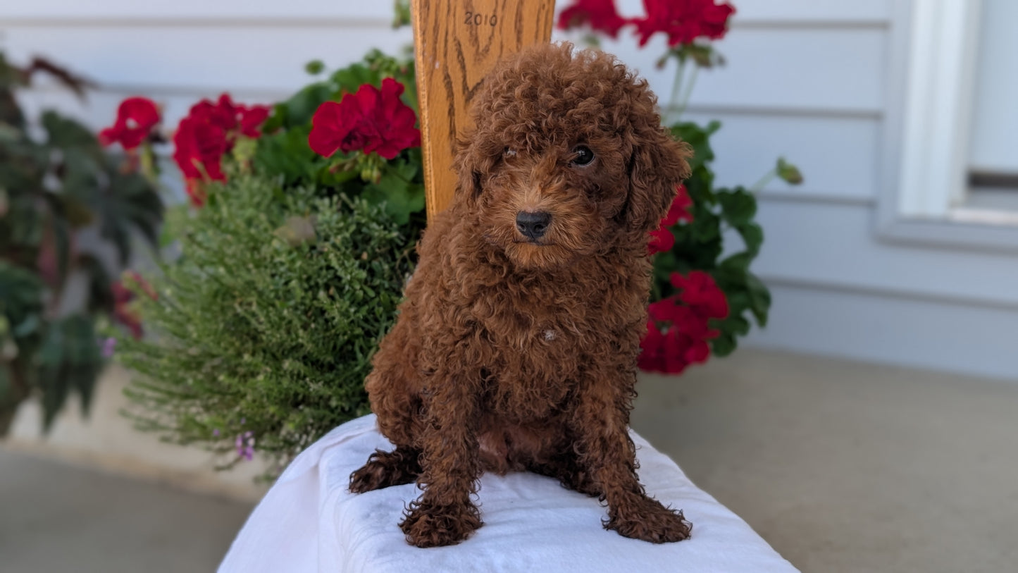 TOY POODLE (JUN 17) MALES
