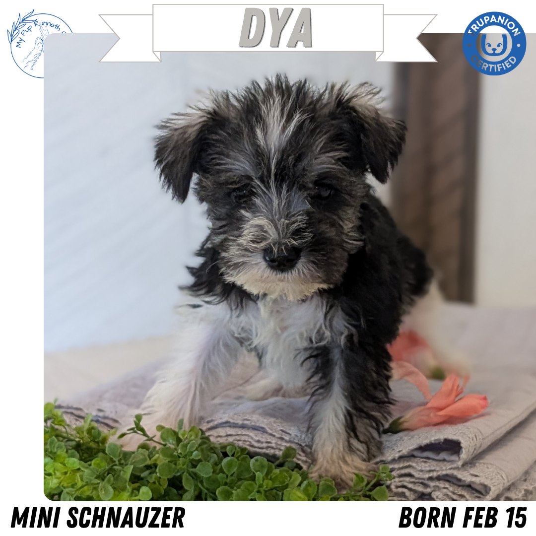 MINI SCHNAUZER (FEB 15) FEMALES