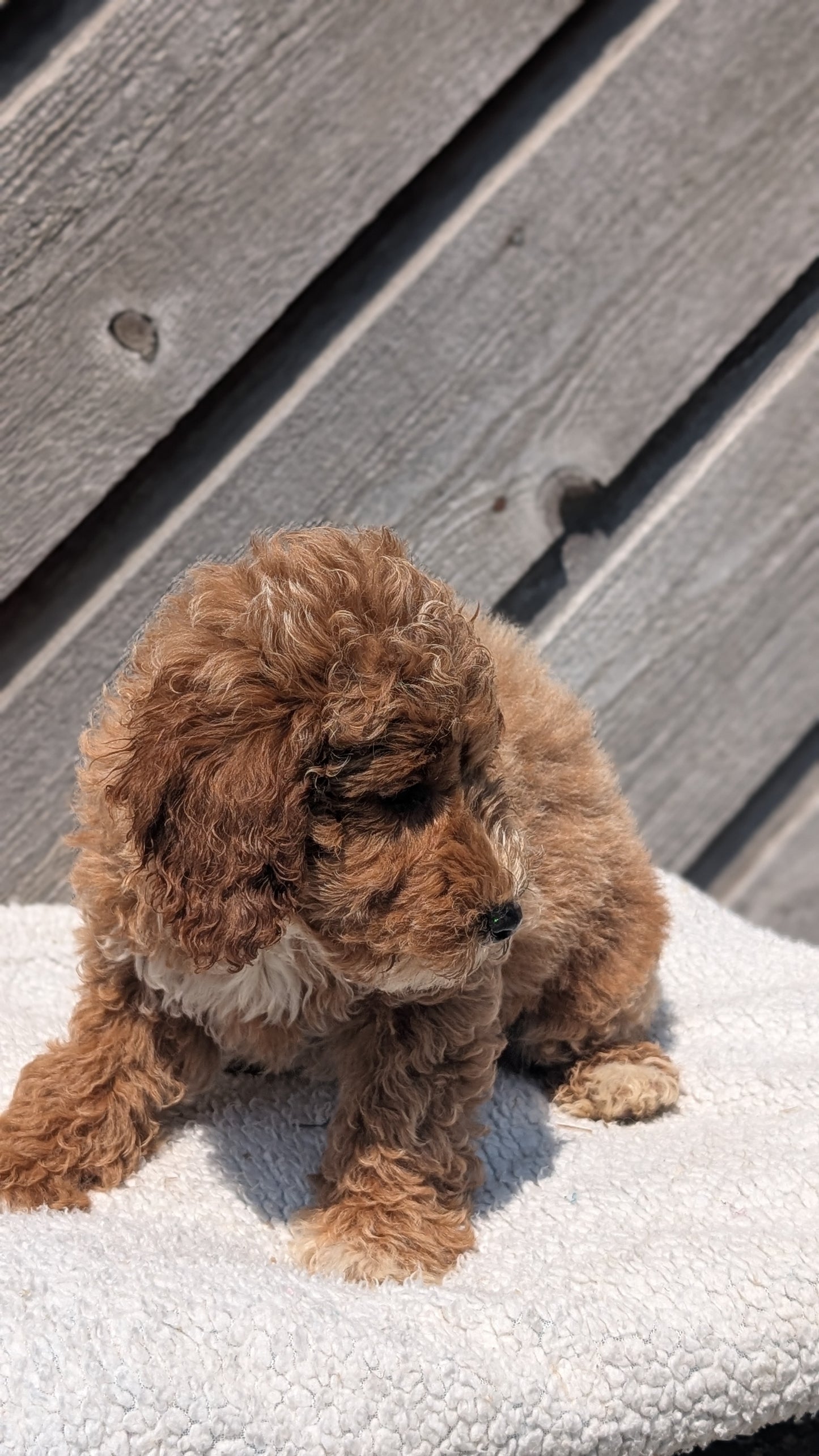MINI POODLE (MAY 12) FEMALES