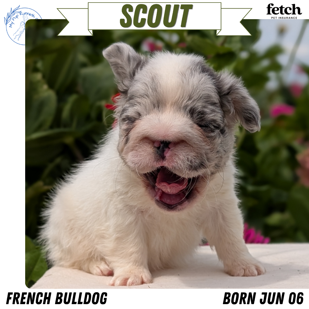 FRENCH BULLDOG (JUN 06) MALES