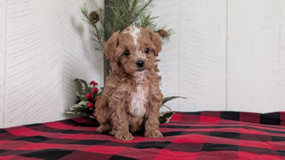 CAVAPOO (OCT 27) FEMALES