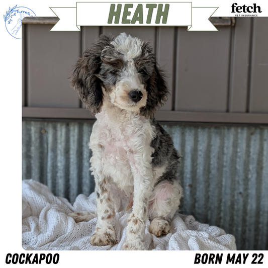 COCKAPOO (MAY 22) MALES
