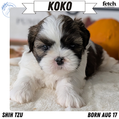 SHIH TZU (AUG 17) 2 FEMALES/3 MALES
