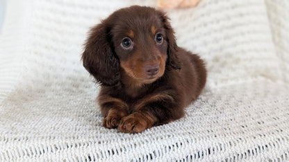 MINI DACHSHUND (MAY 13) MALE