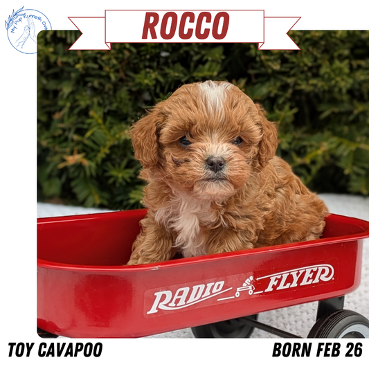 TOY CAVAPOO (02/26) MALE
