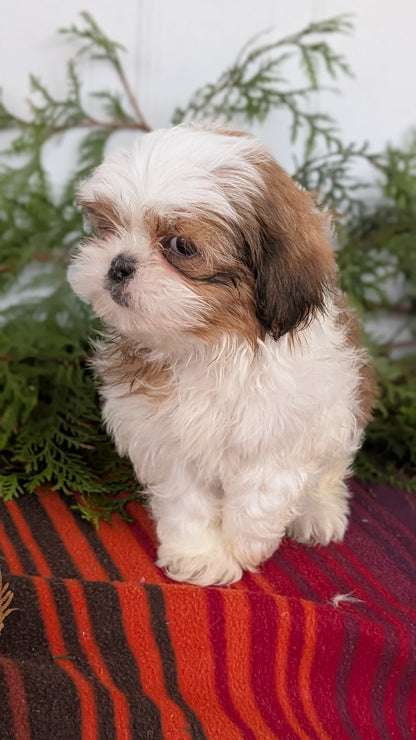 SHIH TZU (SEP 30) MALES