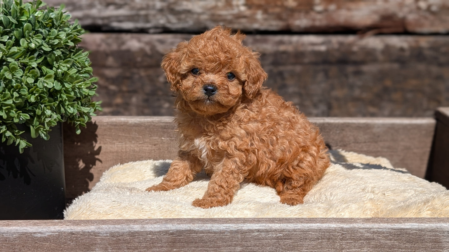 CAVAPOO (MAY 12) MALES