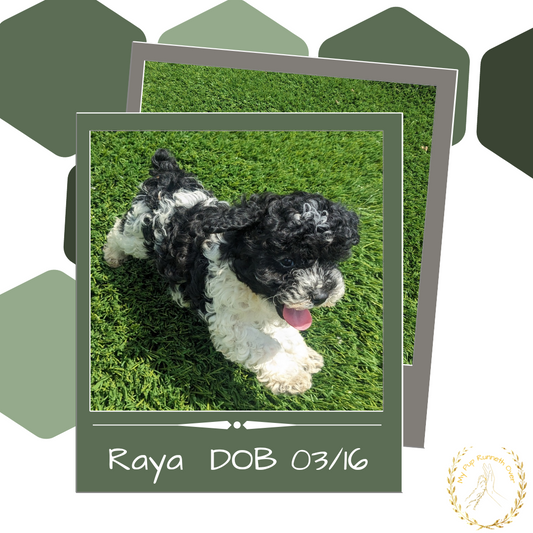 TOY POODLE (03/16) FEMALE