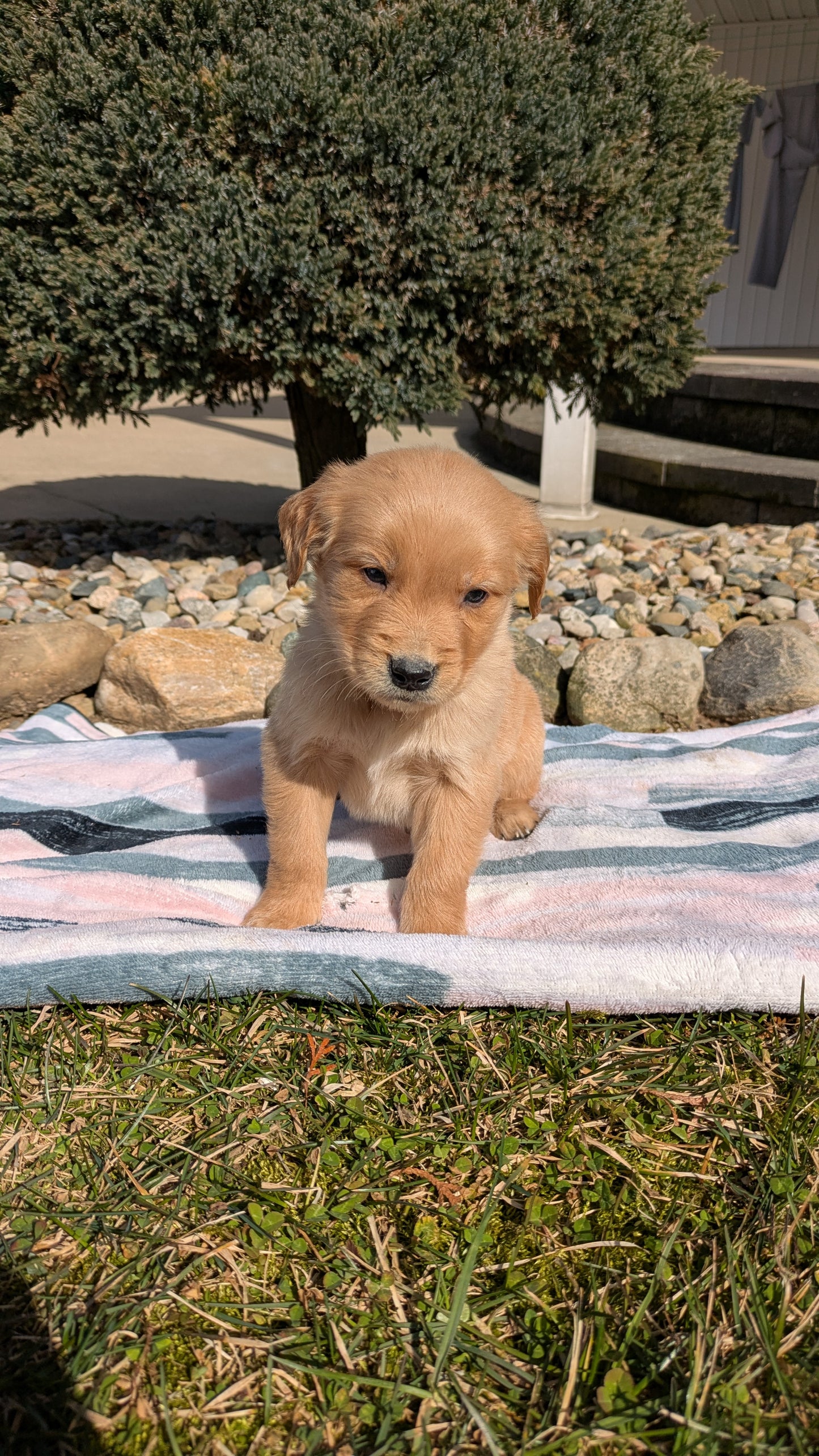 GOLDEN RETRIEVER (02/01) MALE