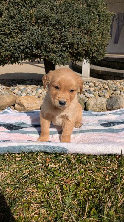 GOLDEN RETRIEVER (02/01) MALE