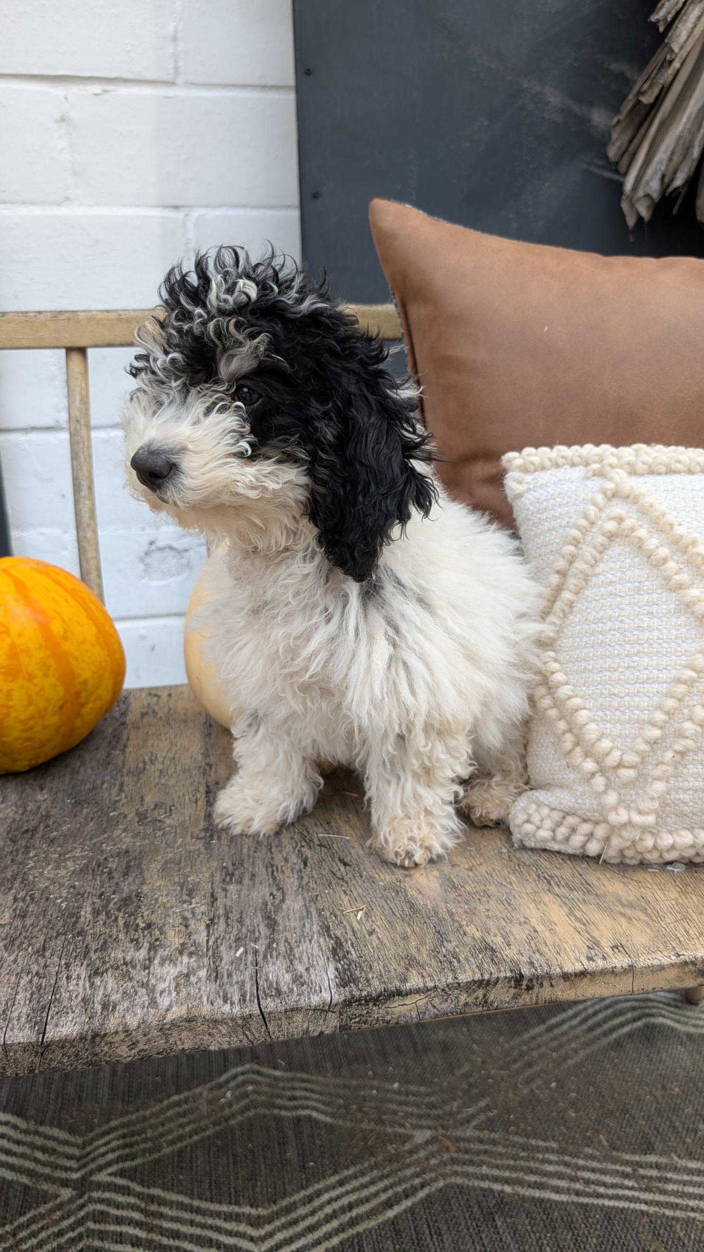 HAVAPOO (06/26) FEMALE