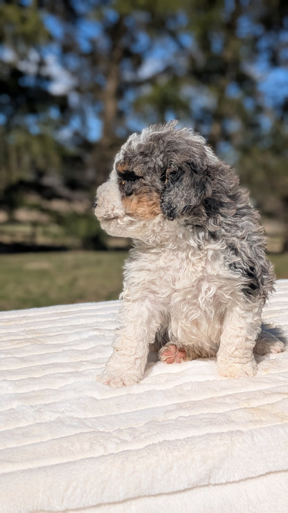 MINI BERNEDOODLE (02/09) MALE