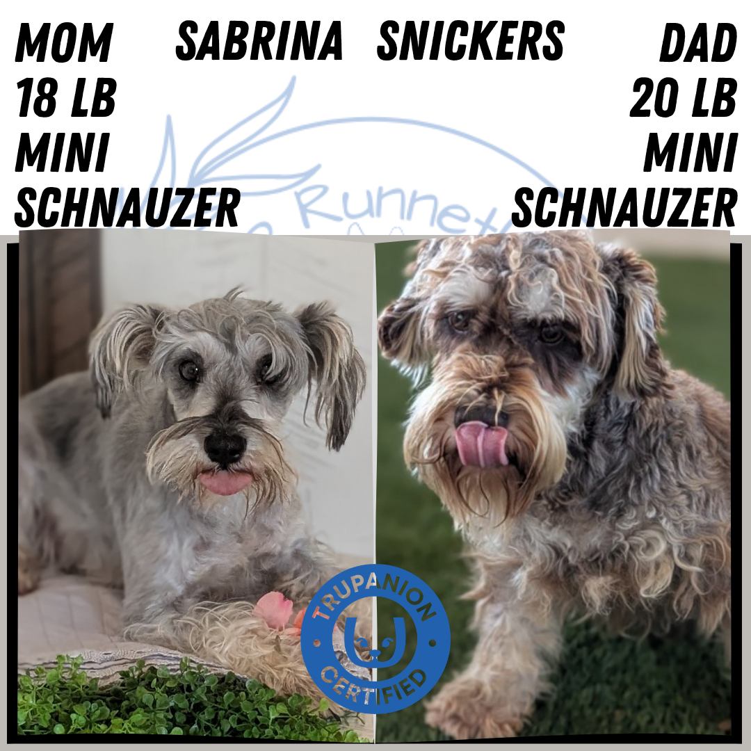 MINI SCHNAUZER (FEB 15) FEMALES