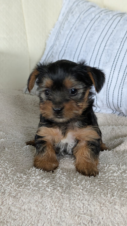 YORKSHIRE TERRIER (02/25) FEMALE