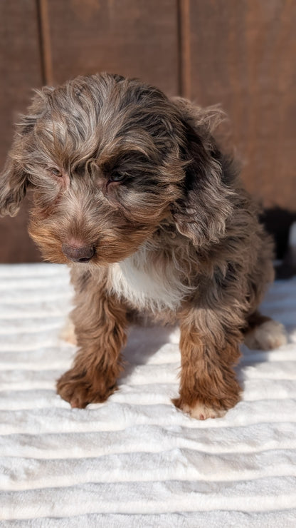 MINI BERNEDOODLE (07/25) FEMALE