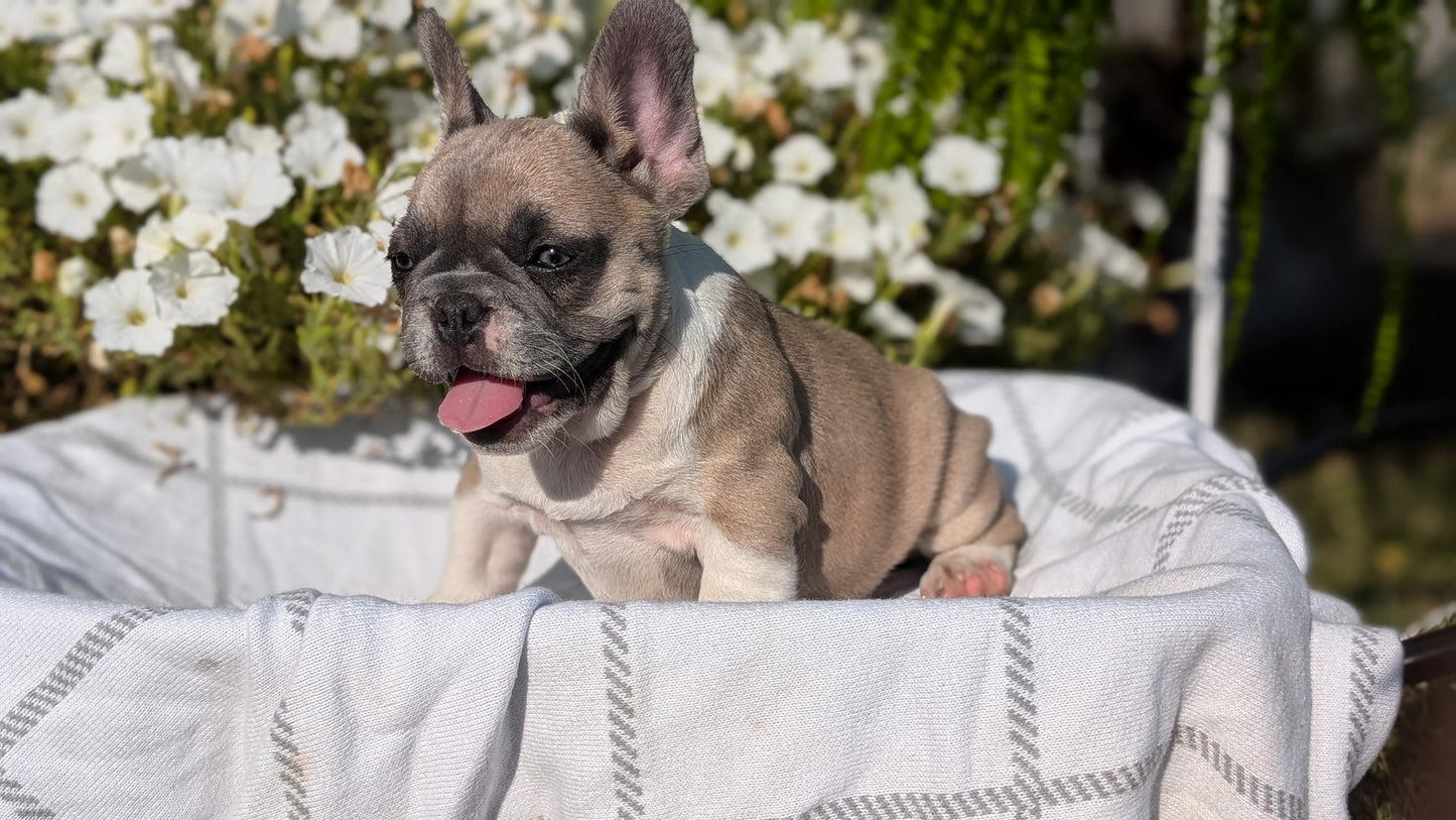 FRENCH BULLDOG (07/03) FEMALE