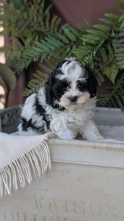 COCKAPOO (MAY 22) MALES