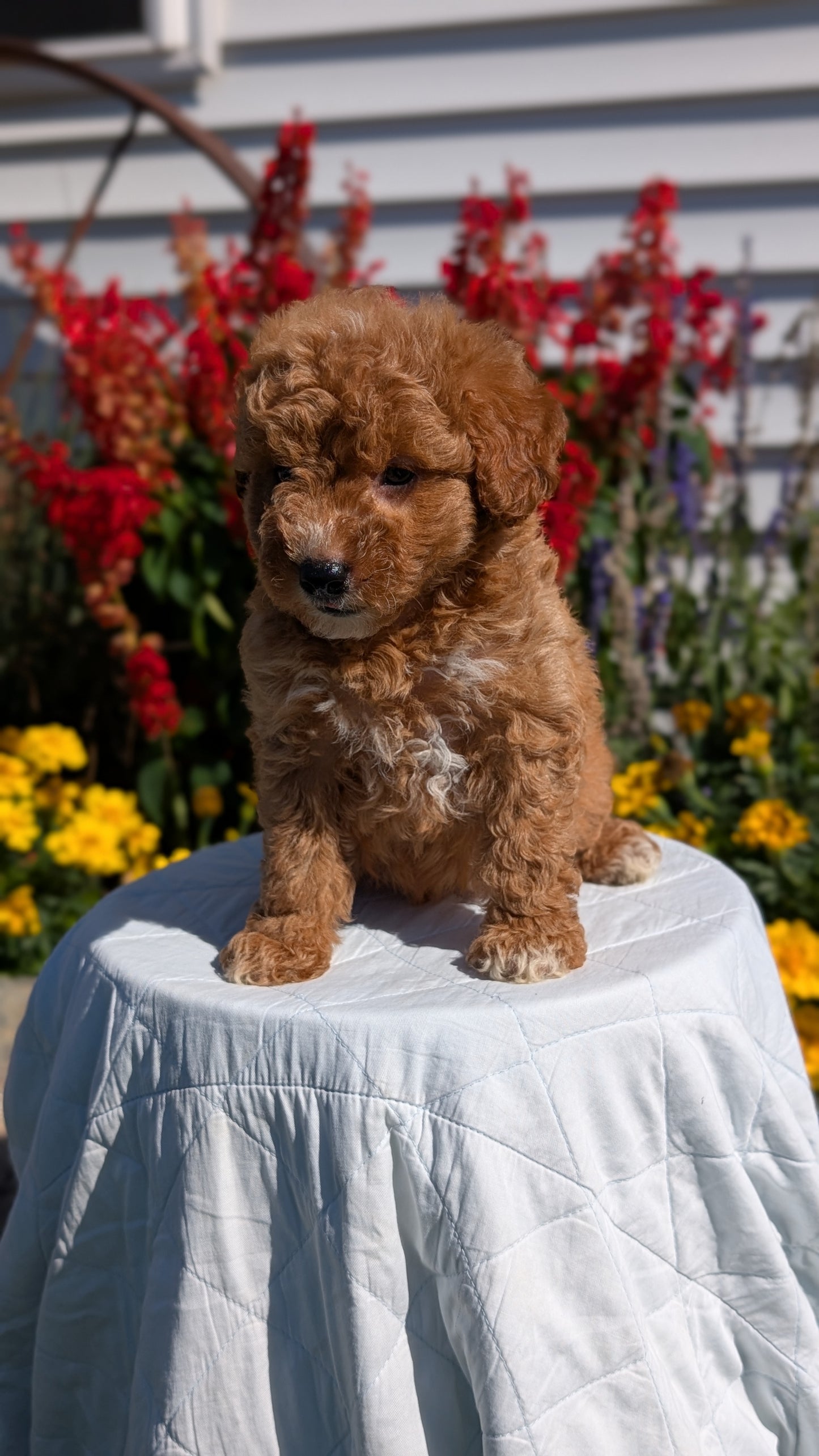 MINI GOLDENDOODLE (08/15) MALE