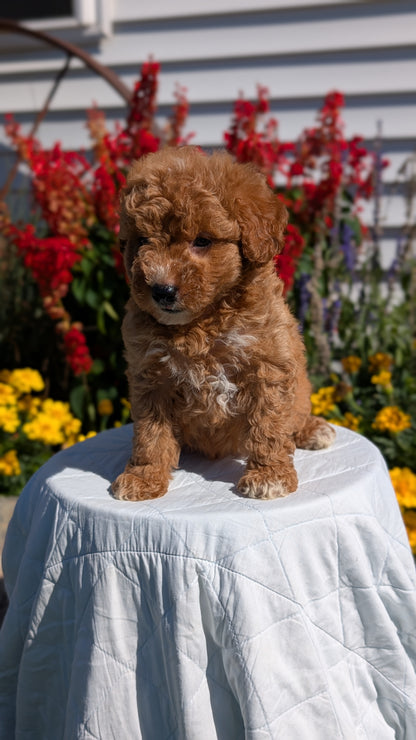 MINI GOLDENDOODLE (08/15) MALE