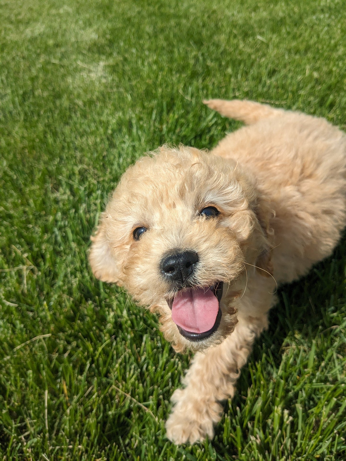 CAVAPOO (03/07) FEMALE