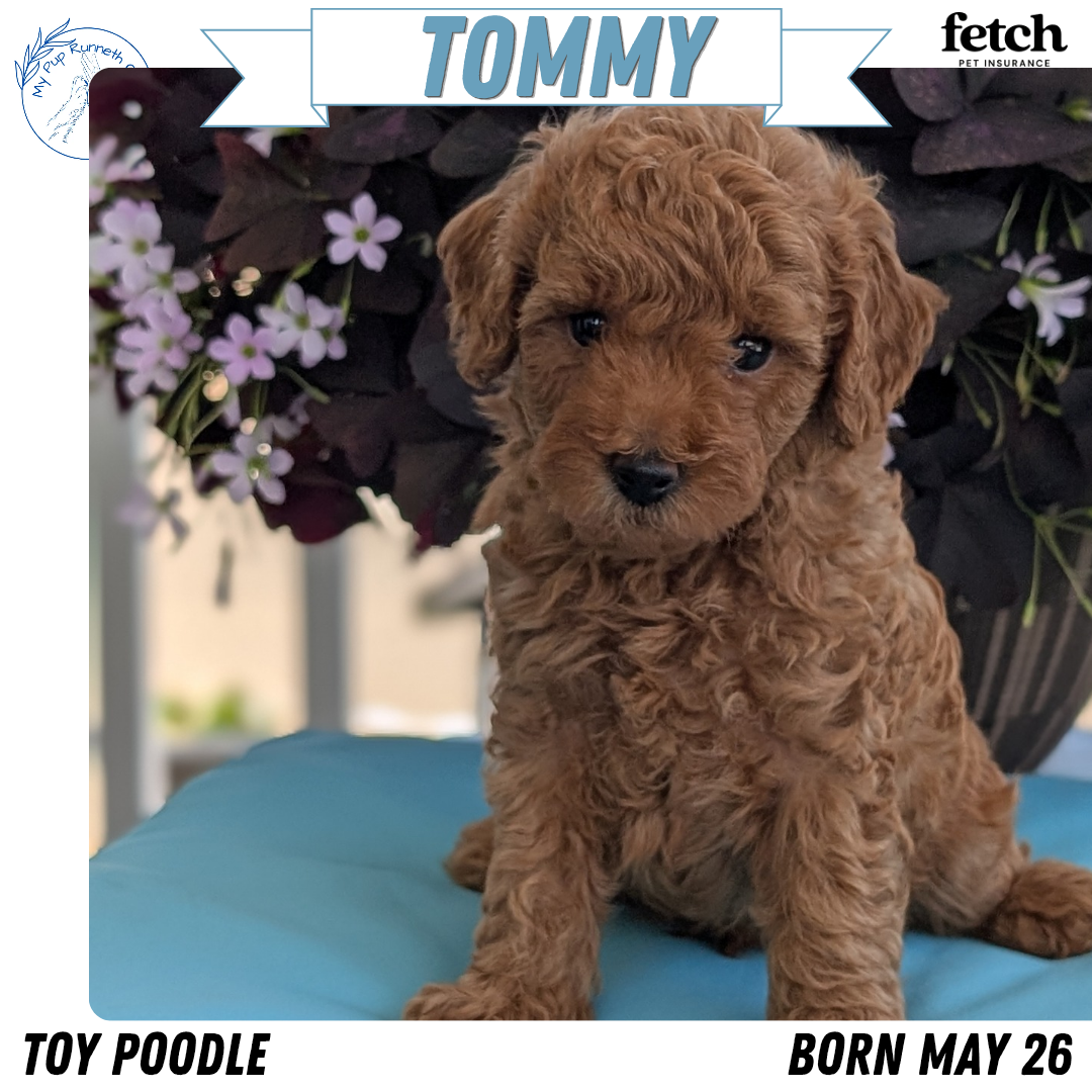 TOY POODLE (MAY 26) MALES