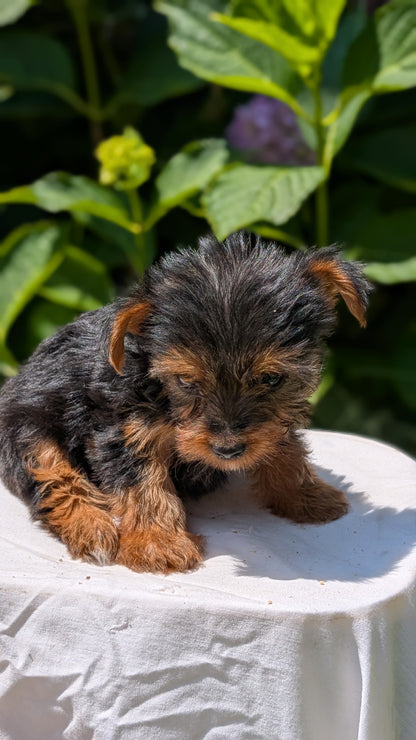 YORKSHIRE TERRIER (05/23) FEMALE