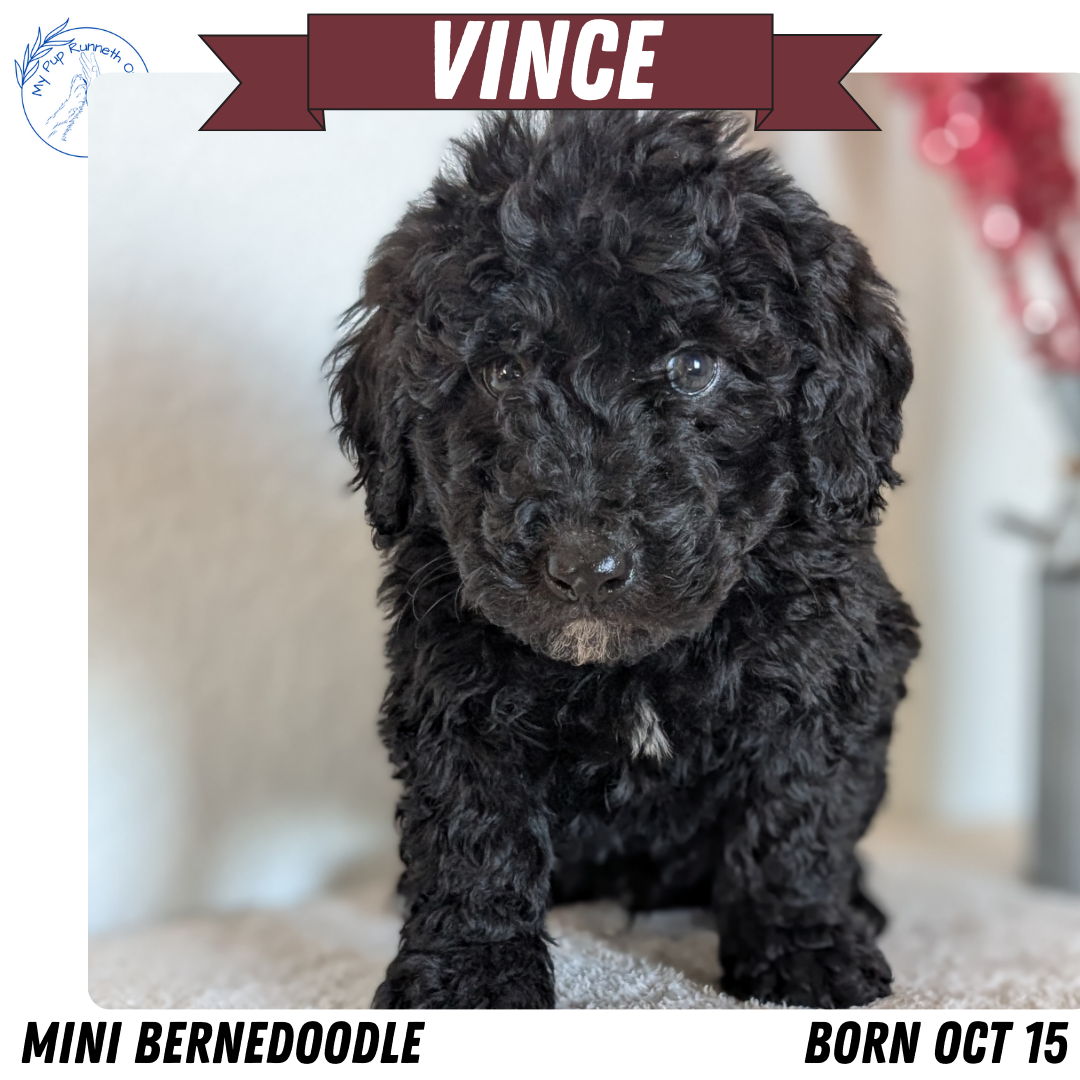 MINI BERNEDOODLE (OCT 15) MALES