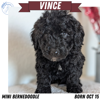 MINI BERNEDOODLE (OCT 15) MALES