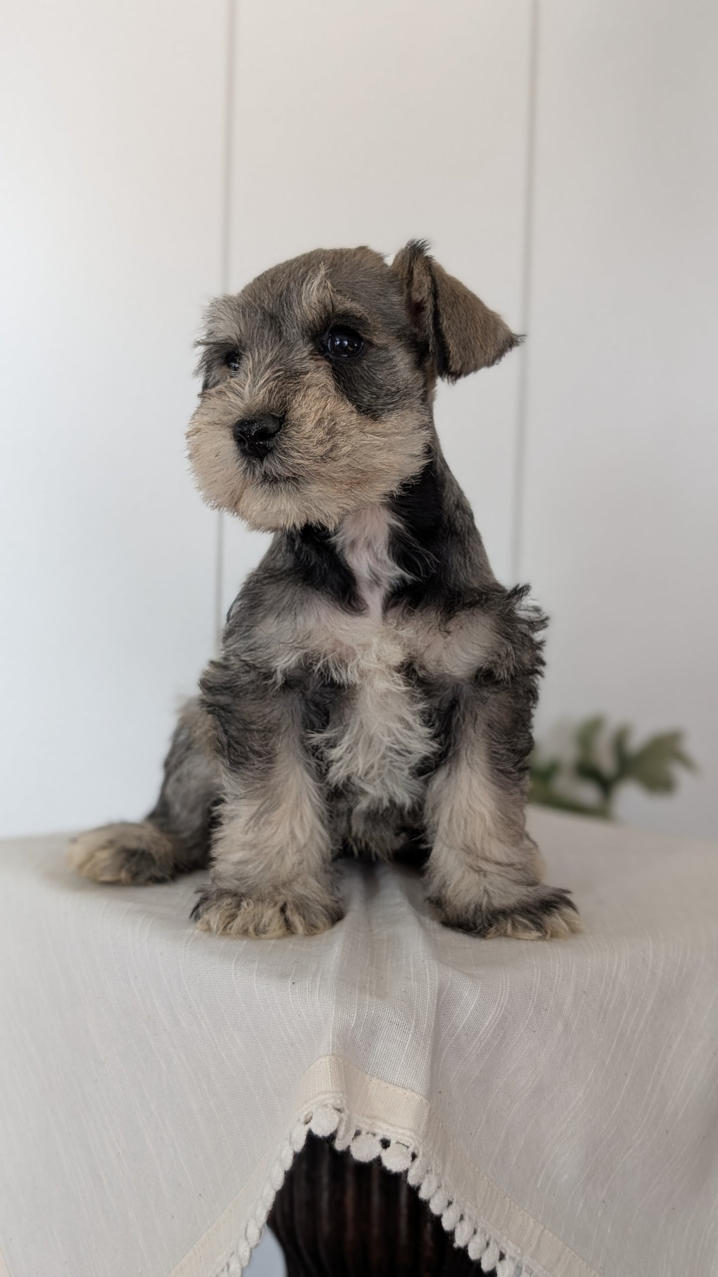 MINI SCHNAUZER (JAN 14) MALES