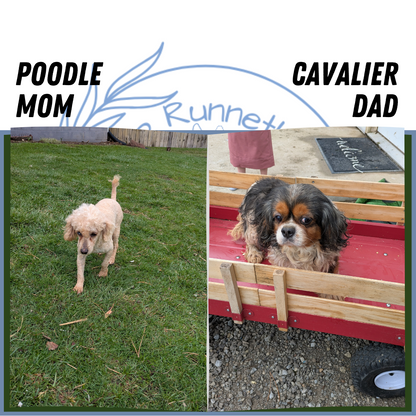 CAVAPOO (02/17) MALE