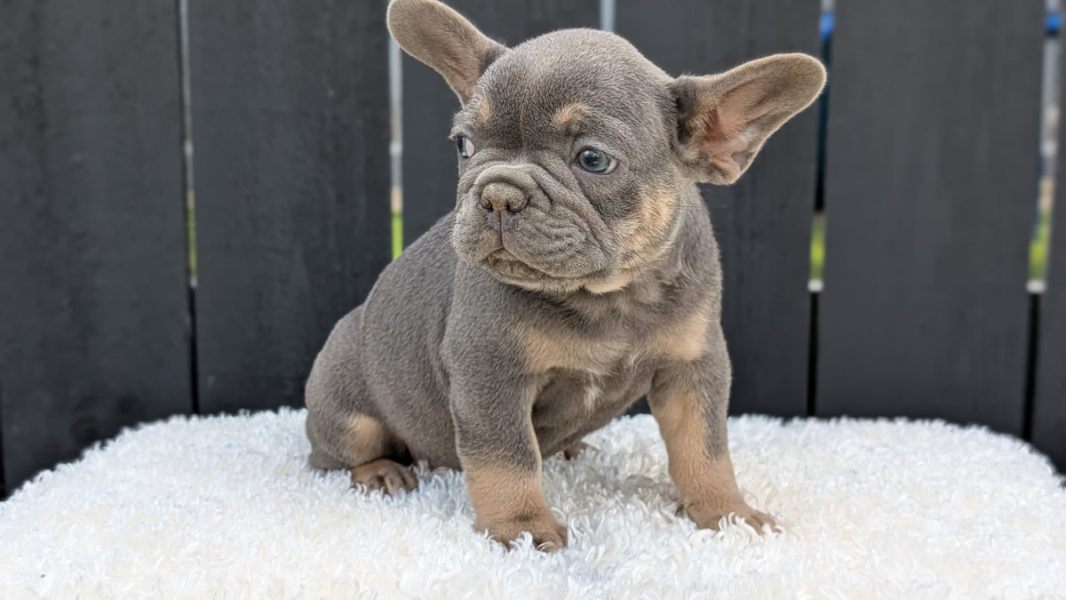 FRENCH BULLDOG (JUN 29) 3 MALES