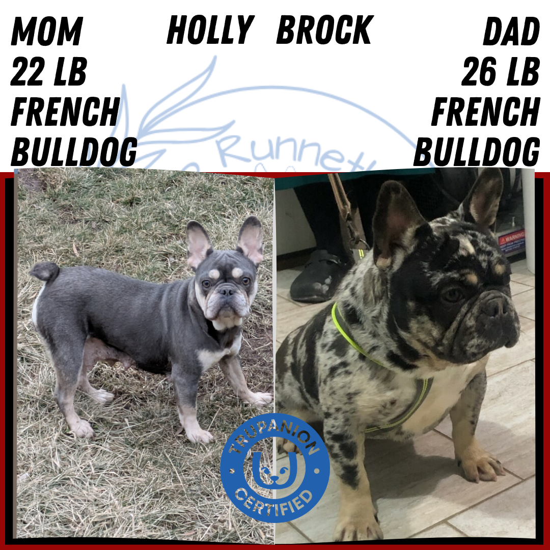 FRENCH BULLDOG (JAN 20) MALE