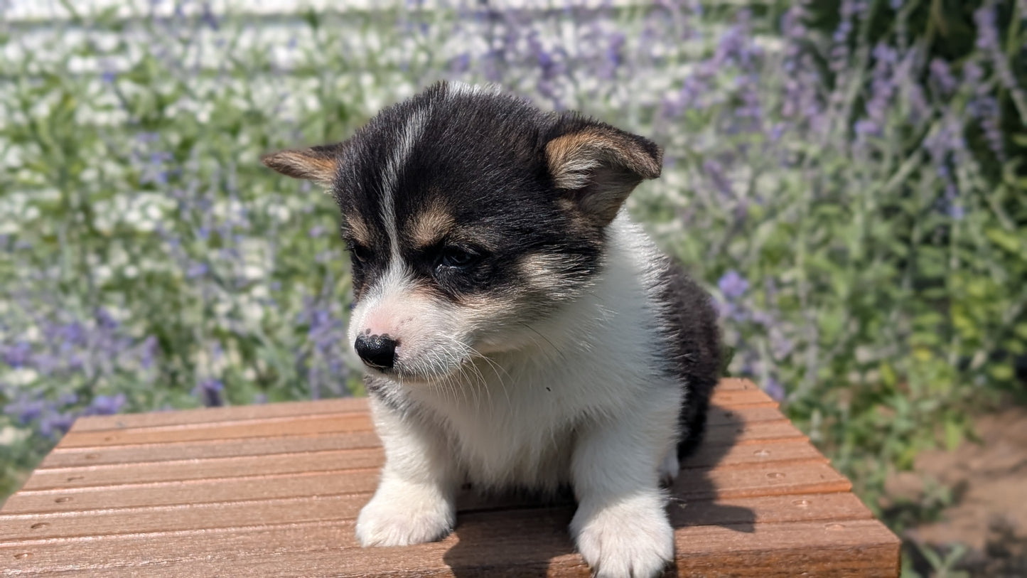CORGI (JUN 08) FEMALES
