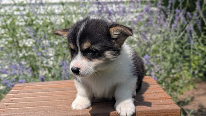 CORGI (JUN 08) FEMALES