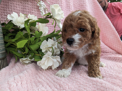 MINI GOLDENDOODLE (03/20) FEMALE