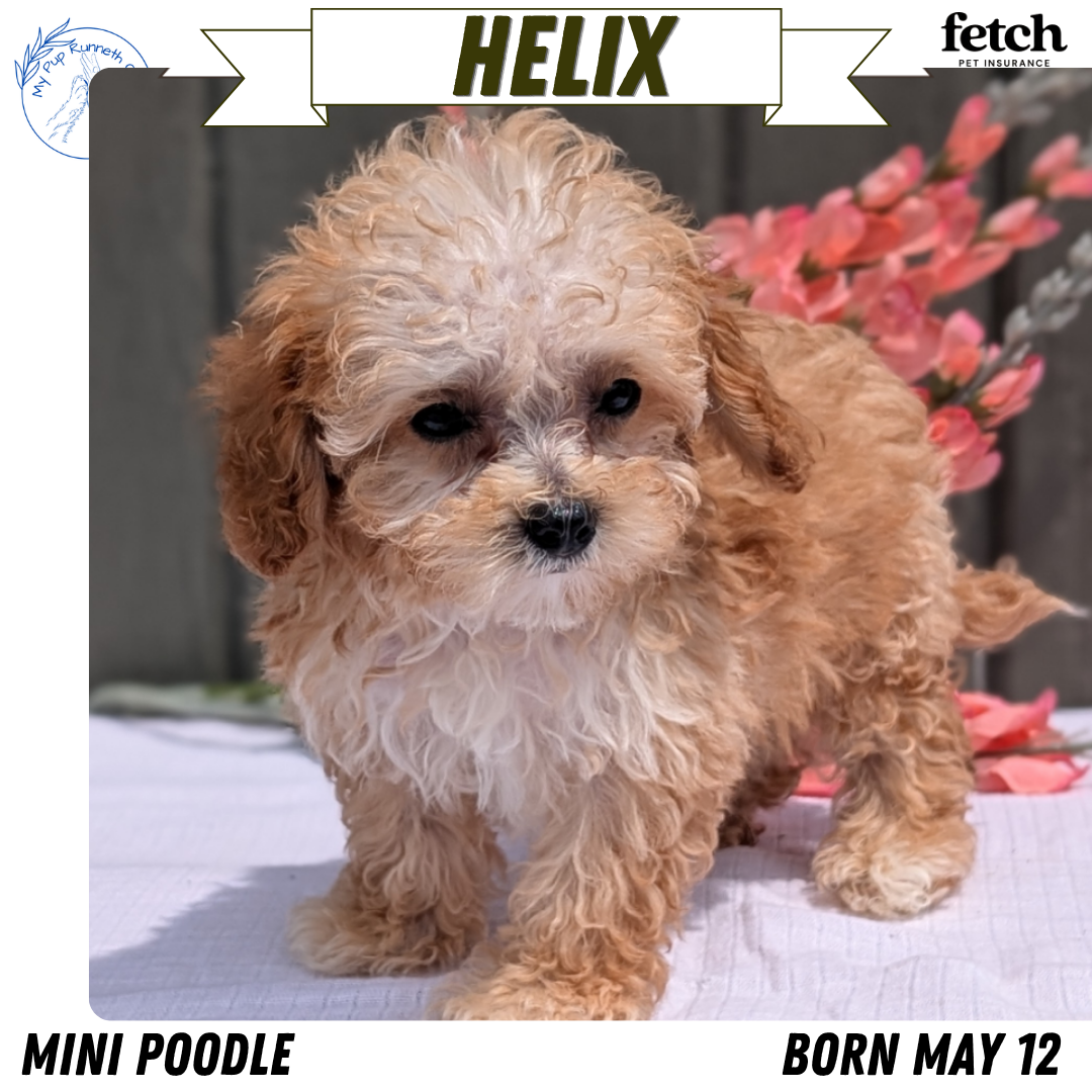 MINI POODLE (MAY 12) MALES