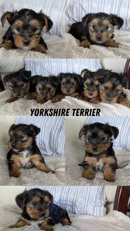 YORKSHIRE TERRIER (02/25) FEMALE