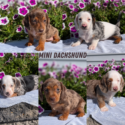 MINI DACHSHUND (08/19) FEMALE