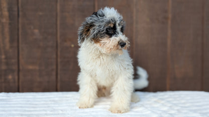 MINI BERNEDOODLE (07/25) MALE