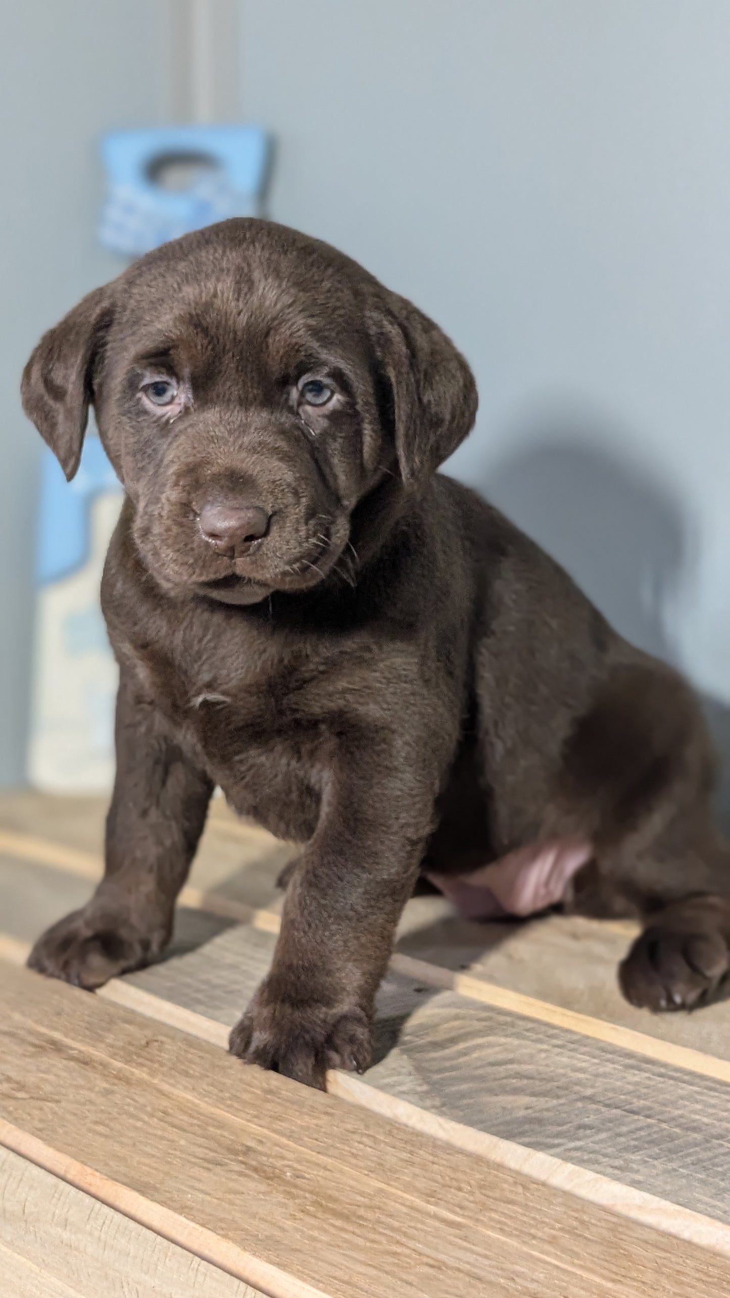 LABRADOR RETRIEVER (JAN 18) FEMALES