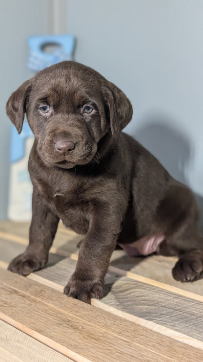 LABRADOR RETRIEVER (JAN 18) FEMALES